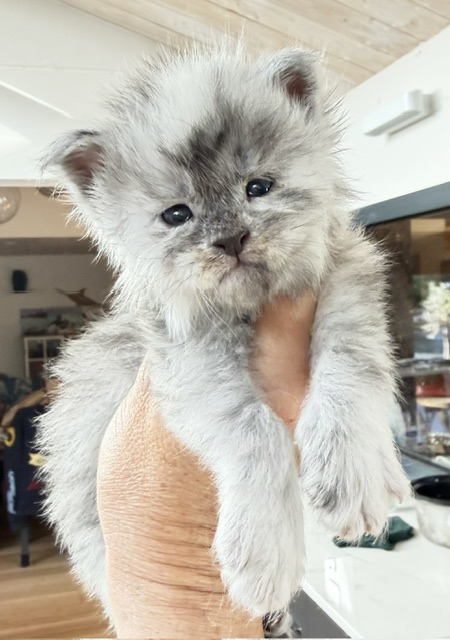 Bigfoot Chatterie MAKATEA Maine Coon