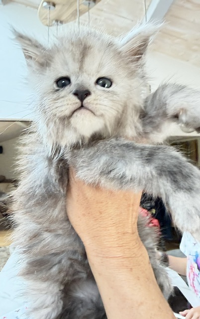 Buffalo Chatterie MAKATEA Maine Coon