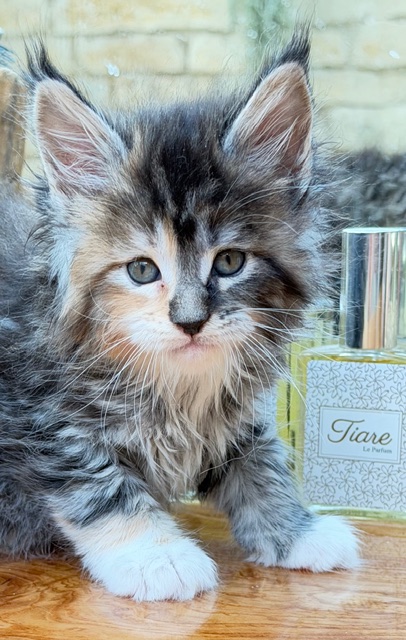 Bali  Chatterie MAKATEA Maine Coon