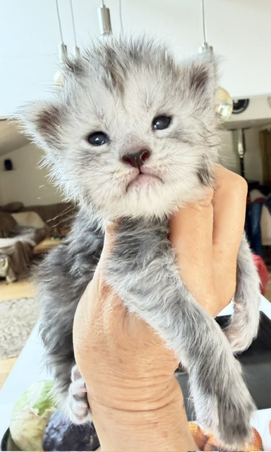 B'Nebulla  Chatterie MAKATEA Maine Coon