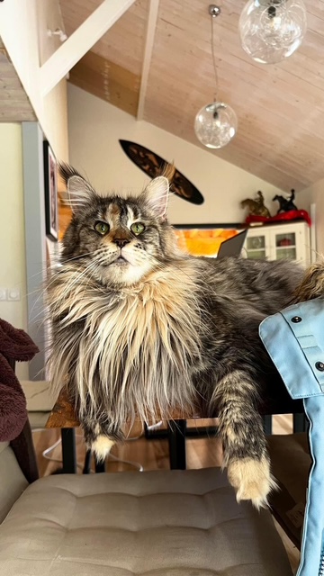 Makatea Stella Shine Chatterie MAKATEA Maine Coon