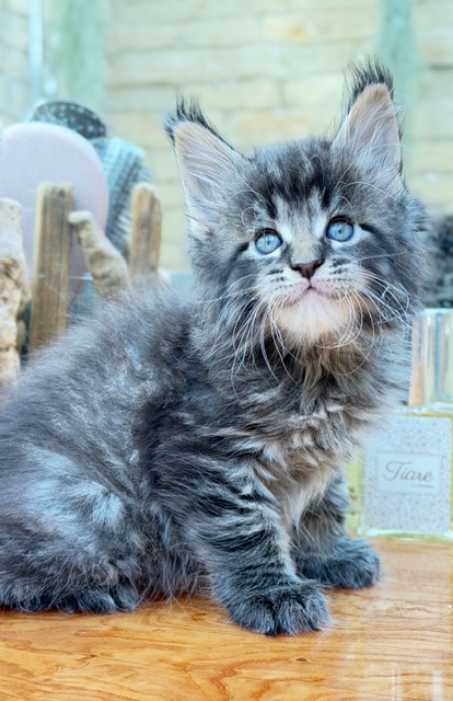 Barbossa El Capitan  Chatterie MAKATEA Maine Coon