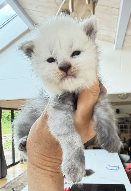 Bubba Chatterie MAKATEA Maine Coon