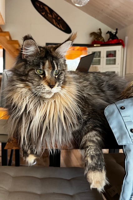Makatea Stella Shine Chatterie MAKATEA Maine Coon