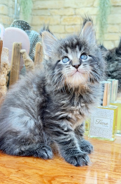 Barbossa El Capitan  Chatterie MAKATEA Maine Coon