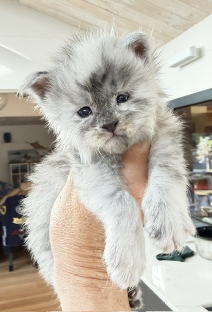 Bigfoot Chatterie MAKATEA Maine Coon