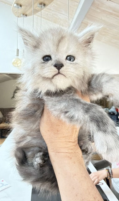 Buffalo Mâle Maine coon né le 09/04/2026. Chatterie Maine coon Makatea
