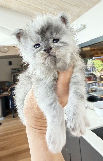 Bigfoot Chatterie MAKATEA Maine Coon