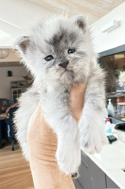 Bigfoot Mâle Maine coon né le 02/05/2026.  En observation   Chatterie Maine coon Makatea 