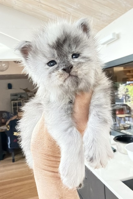 Bigfoot Chatterie MAKATEA Maine Coon