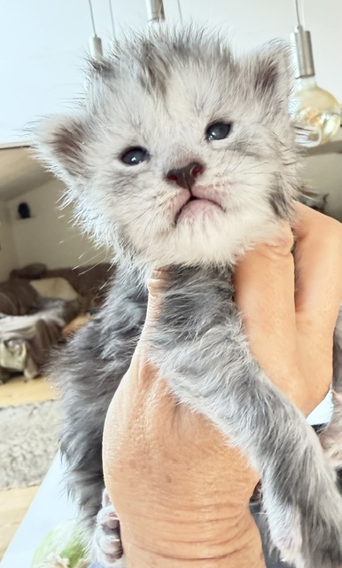 B'Nebulla  Chatterie MAKATEA Maine Coon