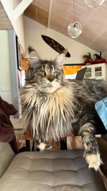 Makatea Stella Shine Chatterie MAKATEA Maine Coon