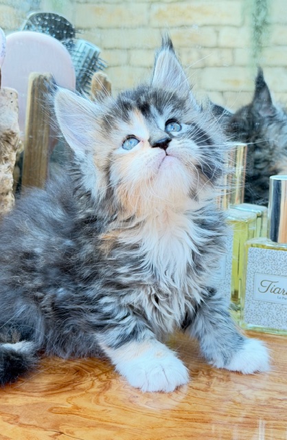 Bali  Chatterie MAKATEA Maine Coon