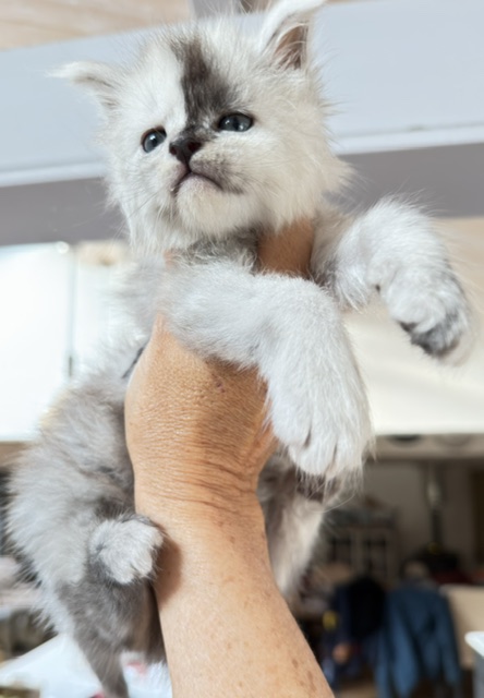 Balto Chatterie MAKATEA Maine Coon