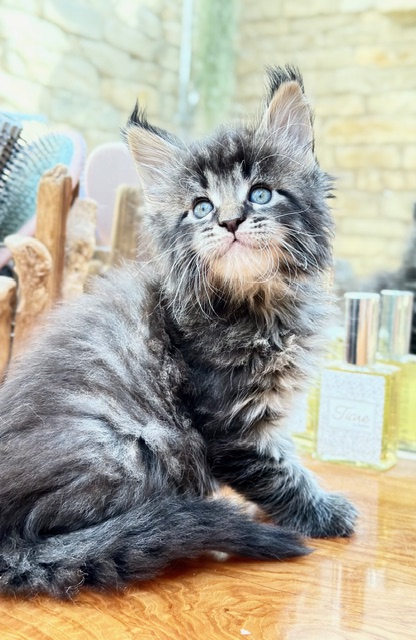 Barbossa El Capitan  Chatterie MAKATEA Maine Coon