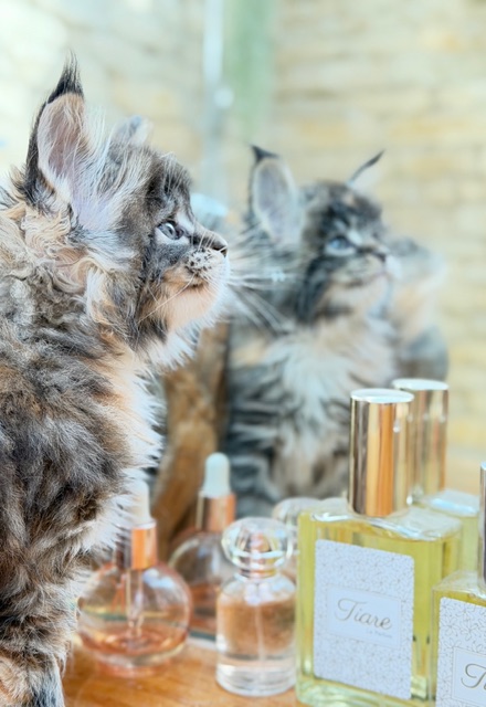 Baya  Chatterie MAKATEA Maine Coon