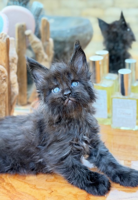 Berlioz  Chatterie MAKATEA Maine Coon