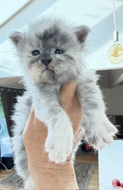Bigfoot Chatterie MAKATEA Maine Coon