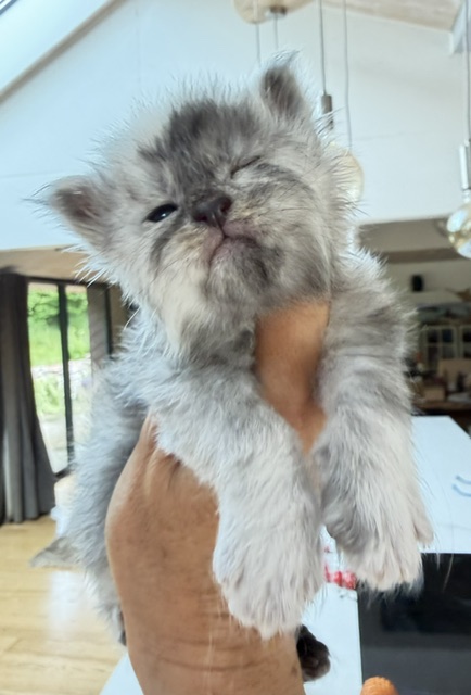 Bigfoot Chatterie MAKATEA Maine Coon