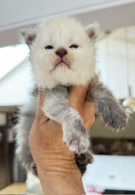Bubba Chatterie MAKATEA Maine Coon