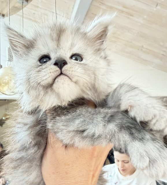 Buffalo Chatterie MAKATEA Maine Coon