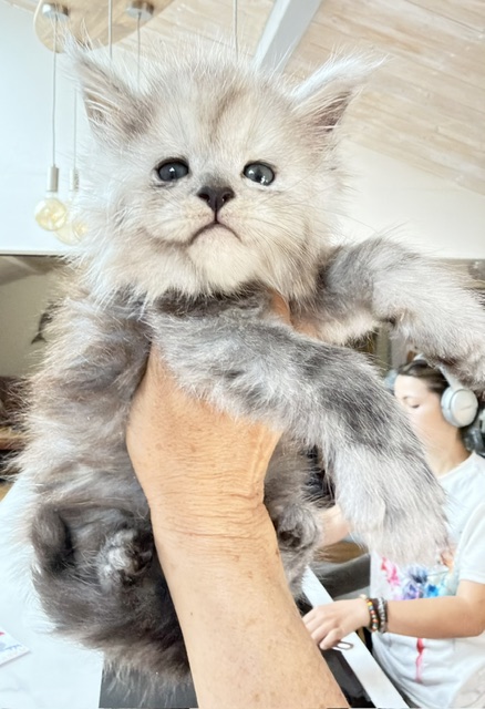 Buffalo Chatterie MAKATEA Maine Coon