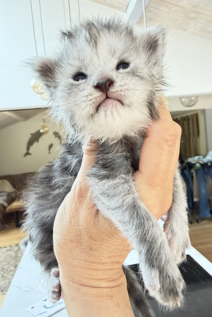 B'Nebulla  Chatterie MAKATEA Maine Coon