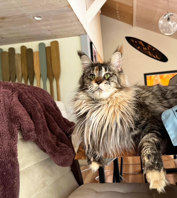 Makatea Stella Shine Femelle Maine coon née le 02/06/2021.  Reproducteur   Chatterie Maine coon Makatea
