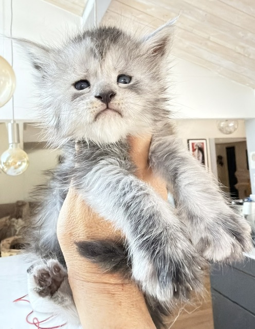 B’Nebulla Femelle Maine coon née le 02/05/2026. Disponible à l'adoption Chatterie Maine coon Makatea