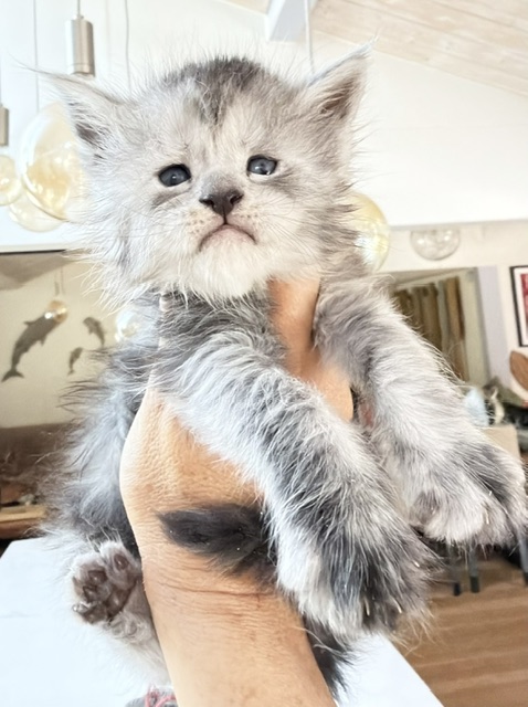 B'Nebulla  Chatterie MAKATEA Maine Coon