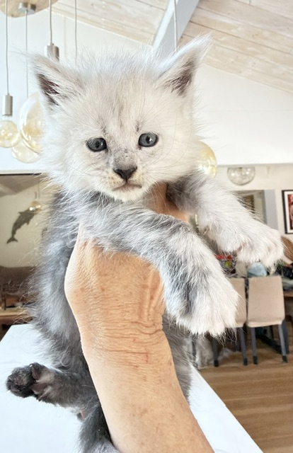 Bella Chatterie MAKATEA Maine Coon