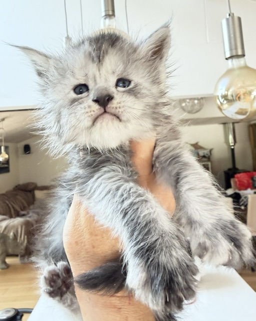 B'Nebulla  Chatterie MAKATEA Maine Coon