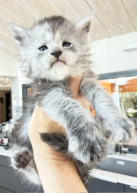 B'Nebulla  Chatterie MAKATEA Maine Coon