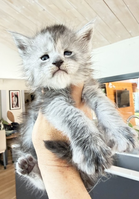 B'Nebulla  Chatterie MAKATEA Maine Coon