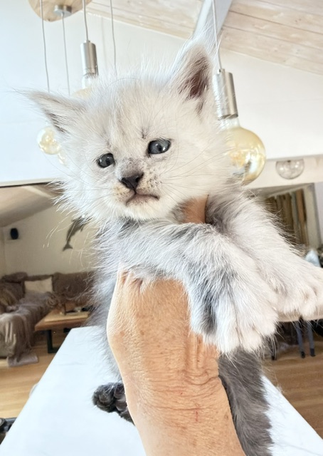 Bella Chatterie MAKATEA Maine Coon