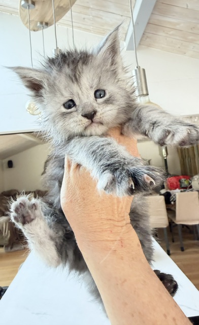 B'Nebulla  Chatterie MAKATEA Maine Coon