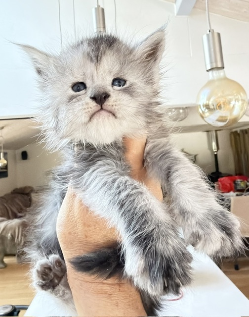 B'Nebulla  Chatterie MAKATEA Maine Coon
