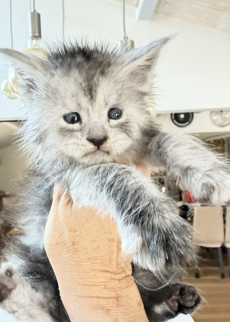 B'Nebulla  Chatterie MAKATEA Maine Coon