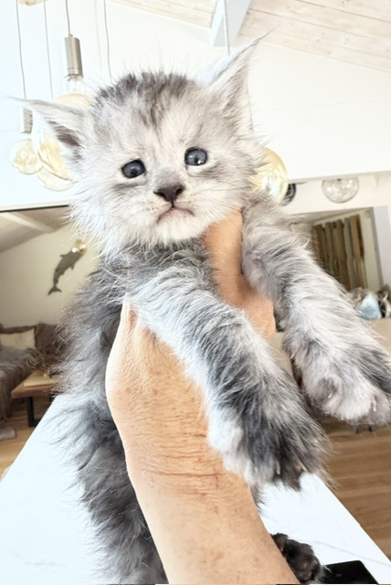 B'Nebulla  Chatterie MAKATEA Maine Coon