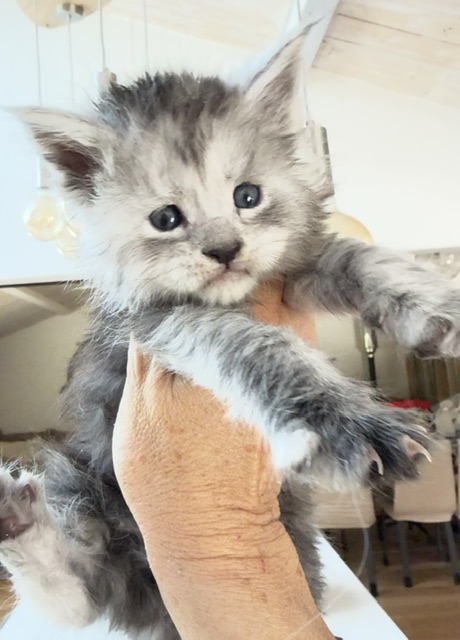 B'Nebulla  Chatterie MAKATEA Maine Coon