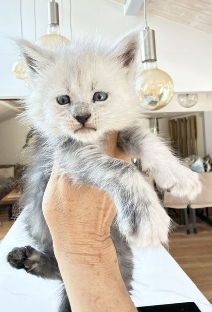 Bella Chatterie MAKATEA Maine Coon