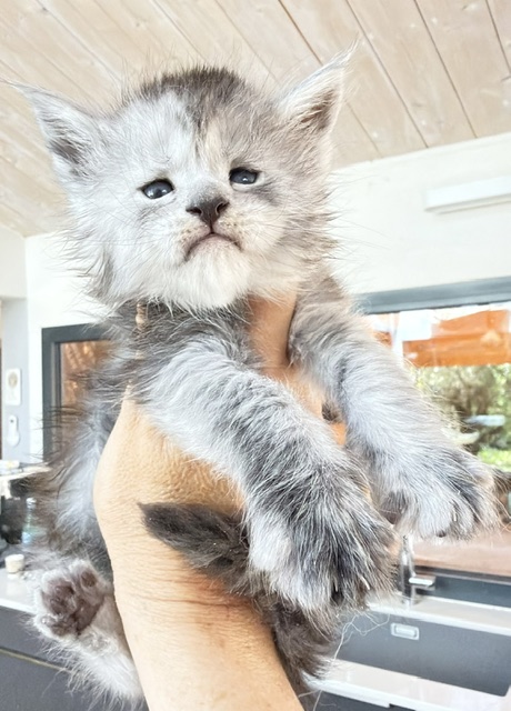 B'Nebulla  Chatterie MAKATEA Maine Coon