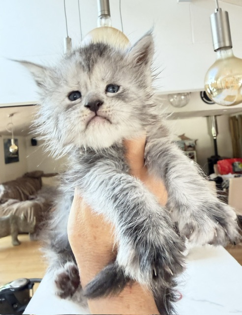 B'Nebulla  Chatterie MAKATEA Maine Coon