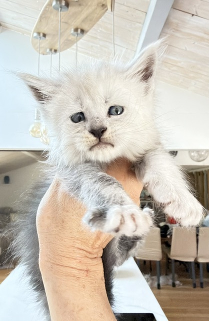 Bella Chatterie MAKATEA Maine Coon