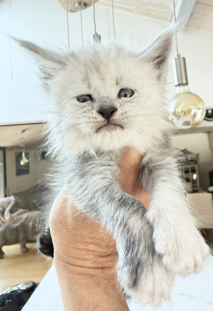 Bella Femelle Maine coon née le 02/05/2026. Disponible à l'adoption Chatterie Maine coon Makatea