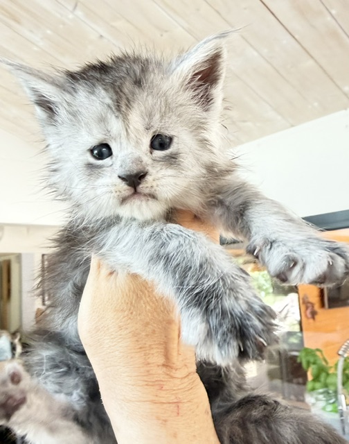 B'Nebulla  Chatterie MAKATEA Maine Coon