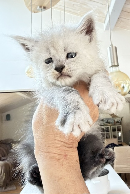 Bella Chatterie MAKATEA Maine Coon