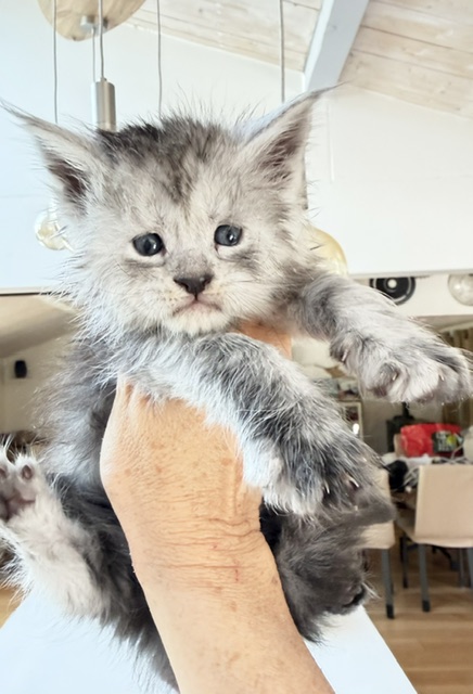 B'Nebulla  Chatterie MAKATEA Maine Coon