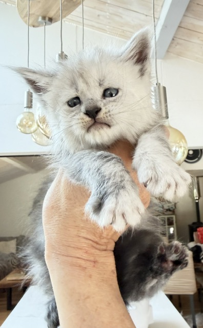 Bella Chatterie MAKATEA Maine Coon
