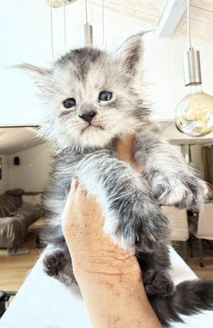 B'Nebulla  Chatterie MAKATEA Maine Coon